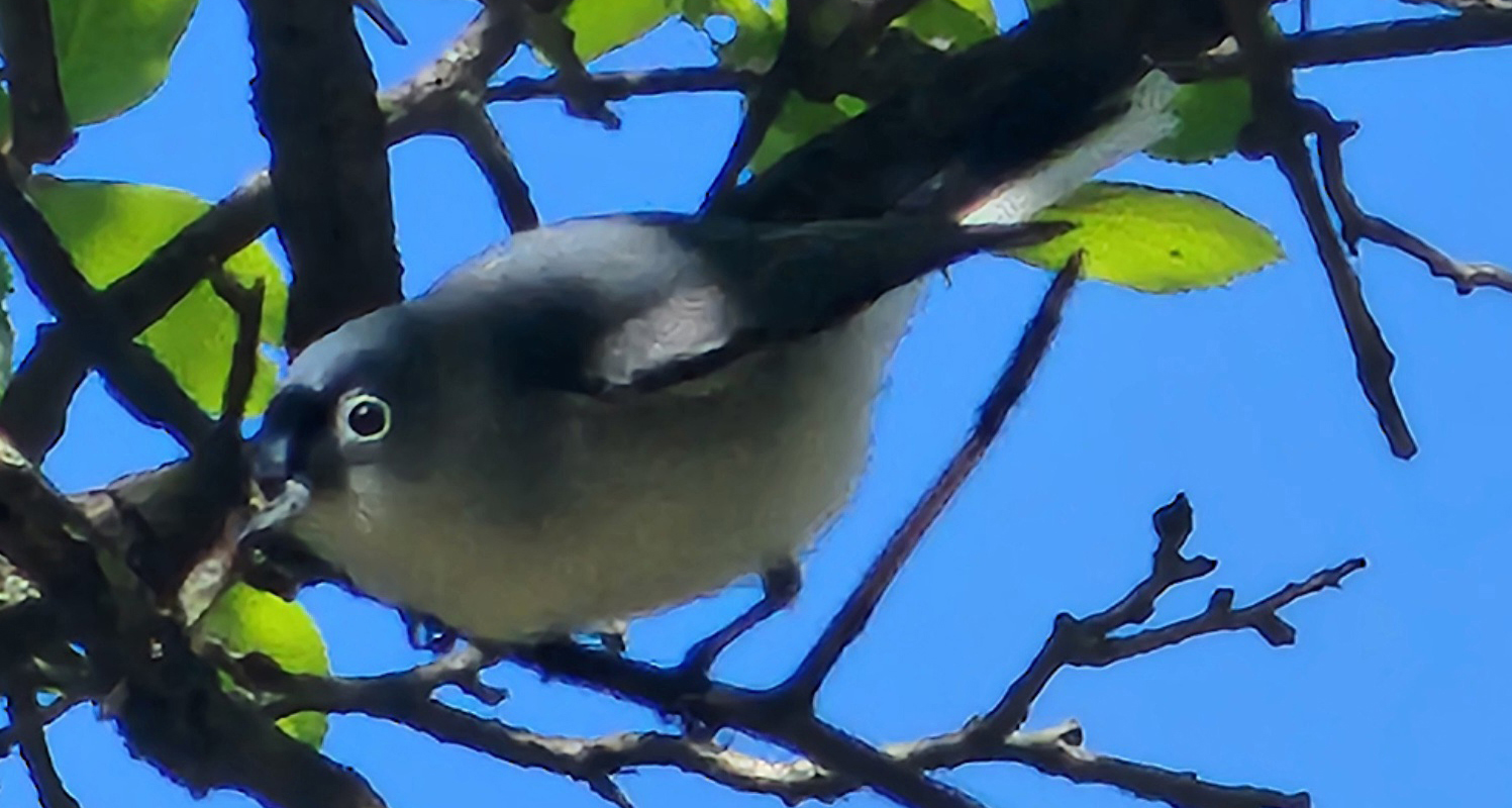 bird in a tree